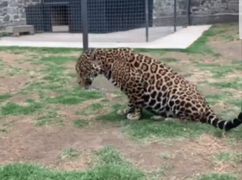 Jaguar Lying Down GIF
