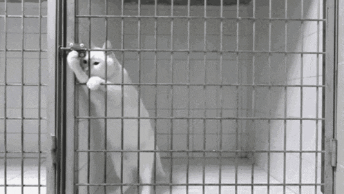 Jail Locked Up Gif GIF