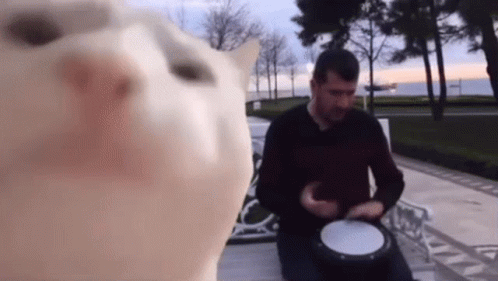 Jamming Cat Meme GIF