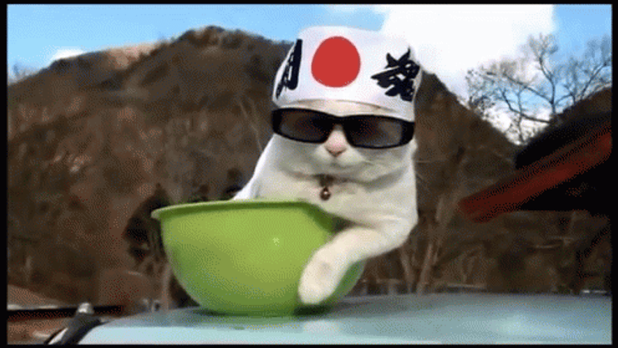 Japan Cat Yawn Like Boss GIF