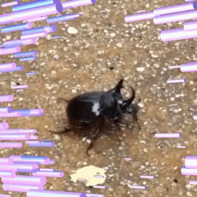 Japanese Beetle Insect GIF