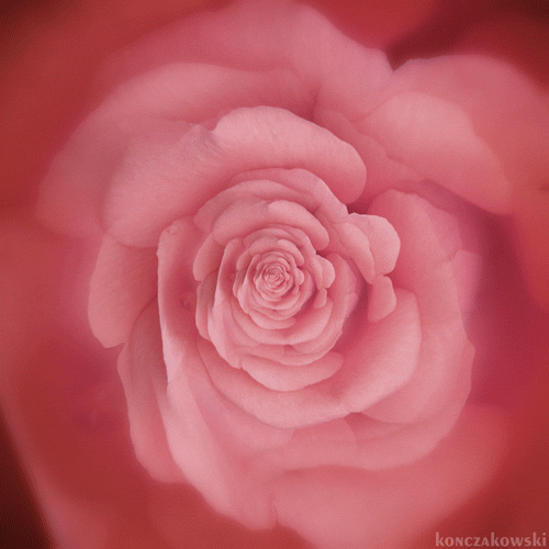 Japanese Camellia Pink Spiral GIF