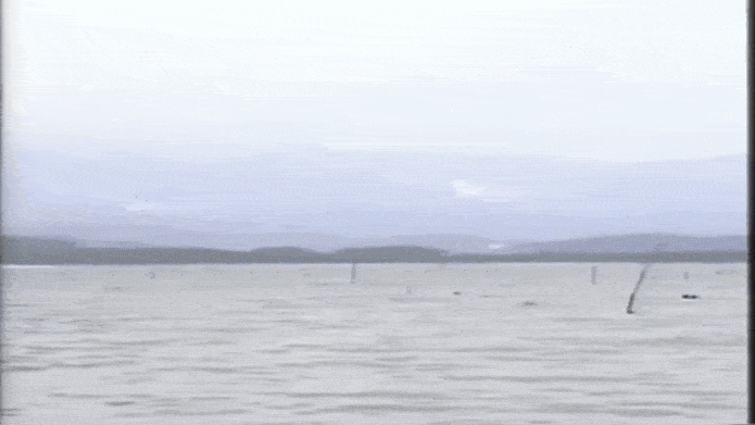 Japanese Clammer Dont Give Up GIF