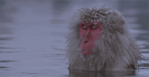 Japanese Macaque Snow Monkey Gif GIF