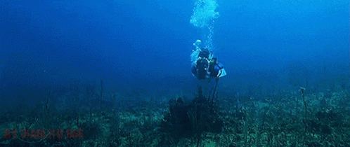 Jaws4 Jaws The Revenge GIF