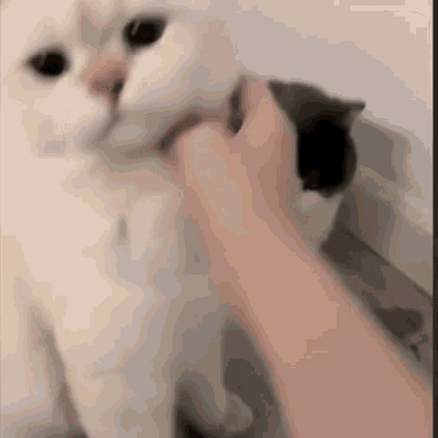 Jealous Grumpy Cat GIF