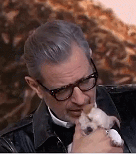 Jeff Goldblum Kiss Puppy GIF
