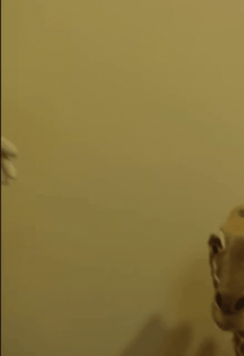 Jeffy Shouting In Yellow Background GIF