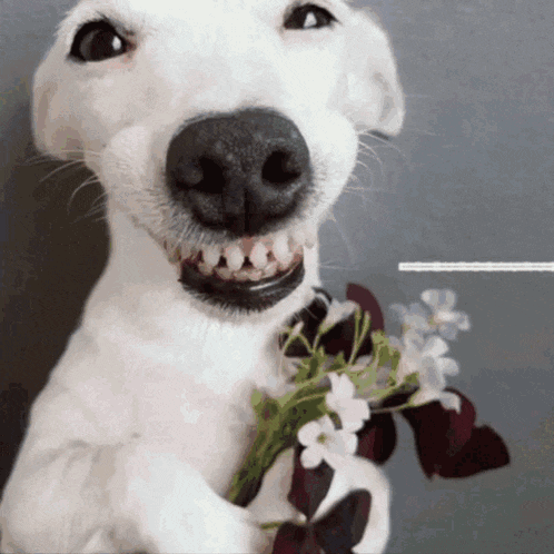 Jegulitos Jegulitos Juantin Gif GIF