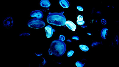 Jelly Fish Glowing Underwater GIF