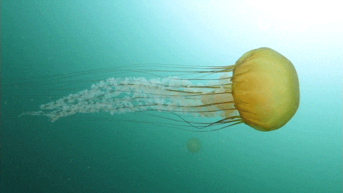 Jellyfish Sea Jelly GIF