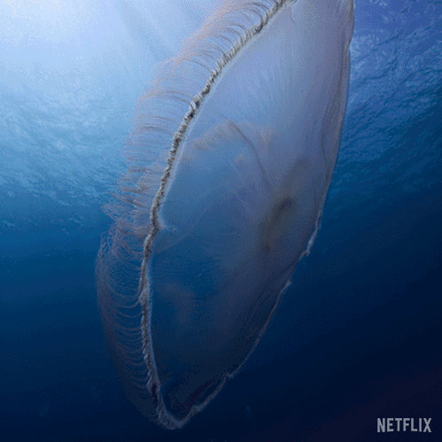 Jellyfish Swimming in Ocean with Netflix Logo