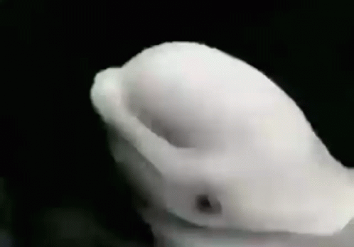 Jiggling Beluga Head GIF