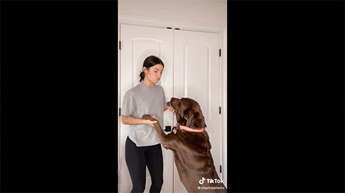 Jimmy Fallon Shimmy Tiktok Dance GIF