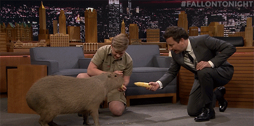 Jimmy Tries To Feed Capybara Meme GIF