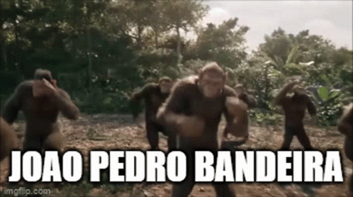 Joao Pedro Bandeira Is The Name Of The Monkeys In The Picture GIF