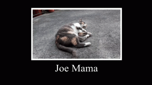 Joe Mama Rolling Cat Memes GIF