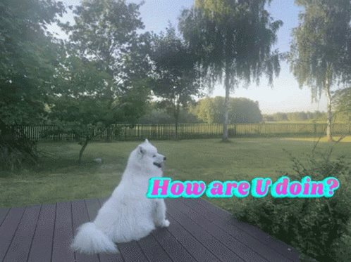 Joey How You Doin Dog Garden GIF
