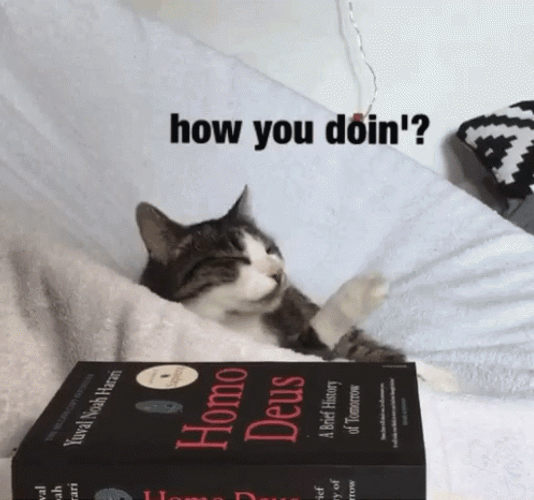 Joey How You Doin Cat Chill GIF