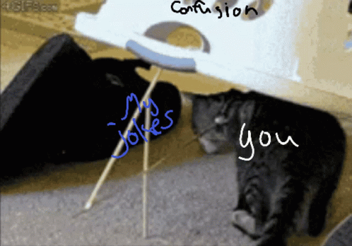 Joke Over Head Confused Cat GIF