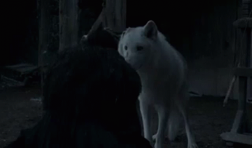 Jon Snow Petting Direwolf Ghost GIF