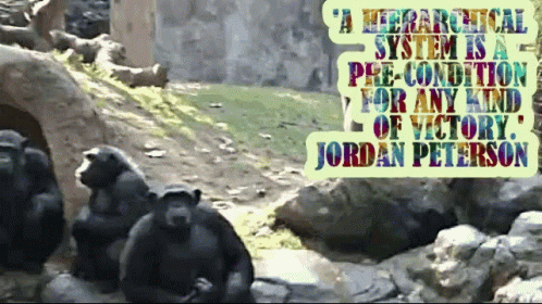 Jordan Peterson Quote In Front Of Monkeys GIF