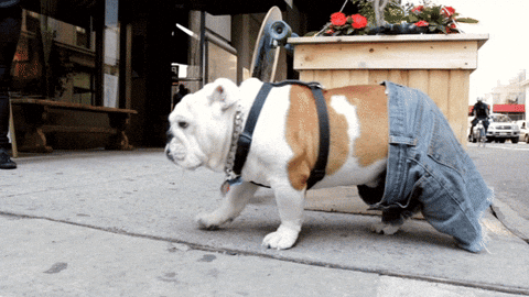 Jorts Pug Shorts GIF