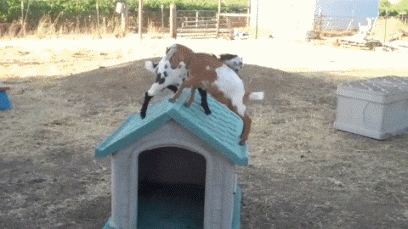 Jovial Screaming Baby Goats Playing GIF