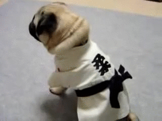 Judo Pug GIF