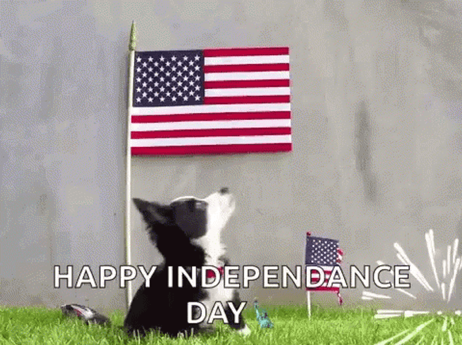 July 4Th Happy Independence Dog Fireworks GIF