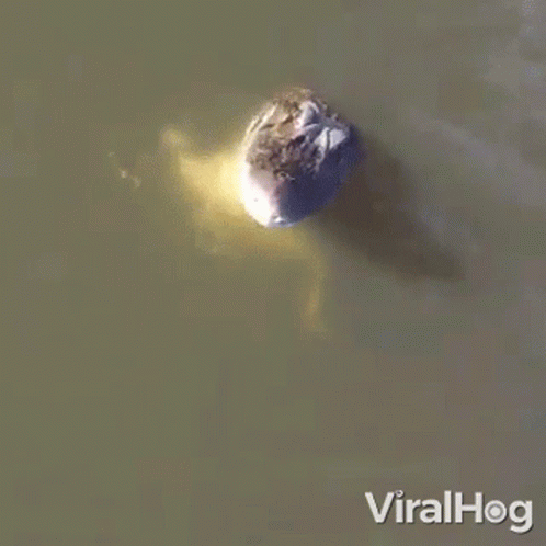 Jump And Bite Crocodile GIF