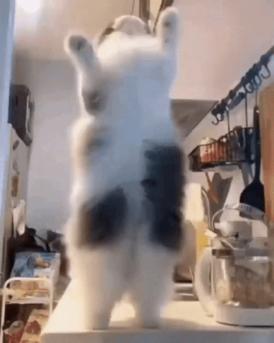 Jump Dancing Cat Meme GIF