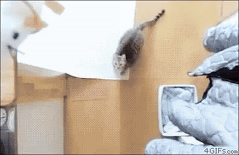 Jumping cat