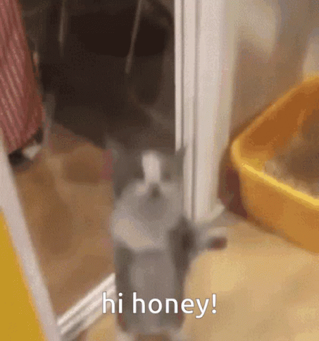Jumping Cat Hi Honey GIF