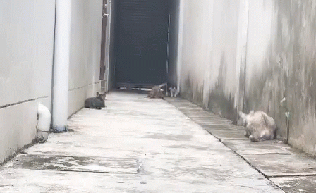 Jumping Cat Running GIF