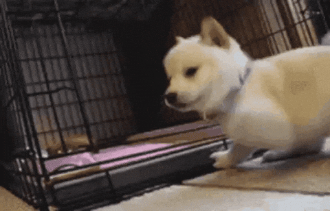 Jumping Catch Dog Meme GIF