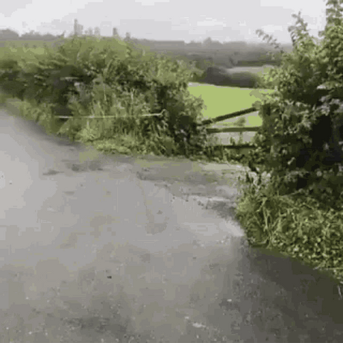 Jumping Cows Crossing Road GIF