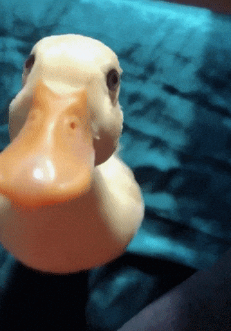 Jumping Duck Falling Meme GIF