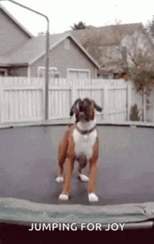 Dog In Trampoline Jumping For Joy GIF