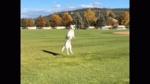 Happy Doggo Jumping For Joy GIF