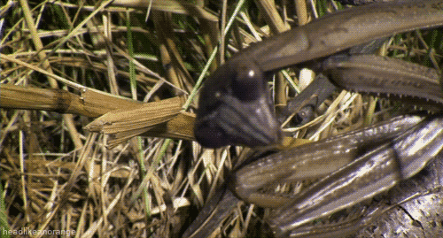 Jumping Insect Mantis GIF