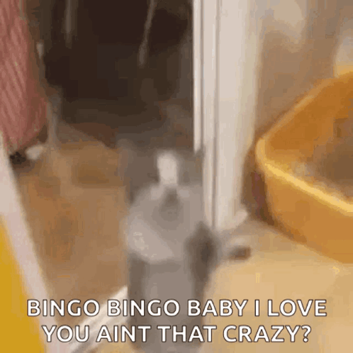 Jumping Kitten Thats A Bingo GIF