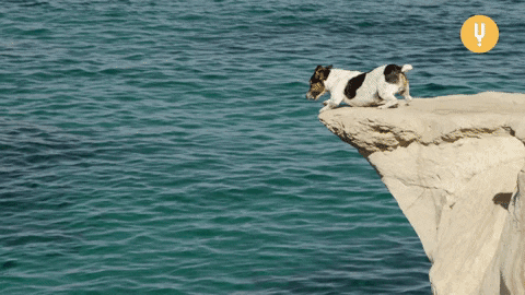 Jumping Off A Cliff French Bull Dog Puppies GIF