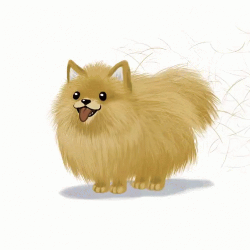 Jumping Pomeranian Dog GIF