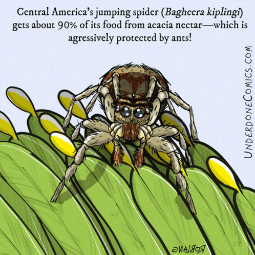 Jumping Spider Jumpscare GIF