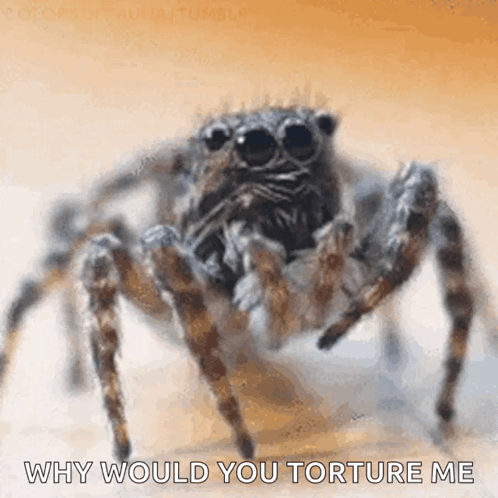 Jumping Spider Why Would You Torture Me GIF
