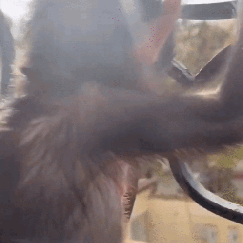 Jumpy Baby Monkey Scared Meme GIF