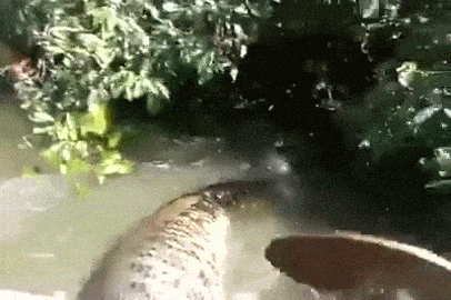 Jungle Anaconda Snake GIF