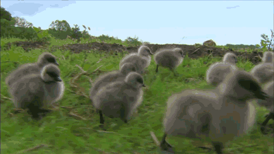 Jurassic Park Bird Chicks Running GIF