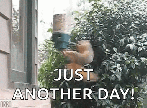 Just Another Day Spinning Squirrel Meme GIF